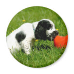 English Cocker Spaniel Puppy with Red Clog Magnet