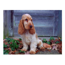 English Cocker Spaniels Post Card