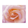 English Garden Peach and Pink Rose Postcard