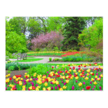 English Garden Tulip Time Postcard