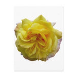 English Garden Yellow Rose Postcards