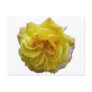 English Garden Yellow Rose Postcards