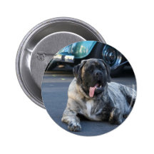 English Mastiff button