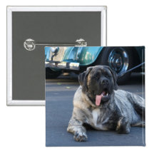 English Mastiff button