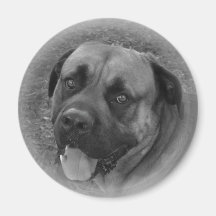 English Mastiff Fridge Magnets