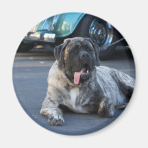 English Mastiff magnet