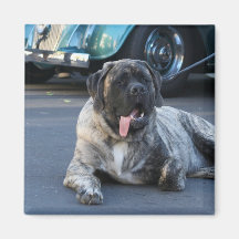 English Mastiff magnet