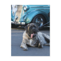 English Mastiff postcard