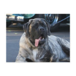 English Mastiff postcards