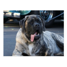 English Mastiff Postcards