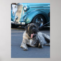English Mastiff Poster