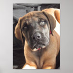 English Mastiff puppy poster posters