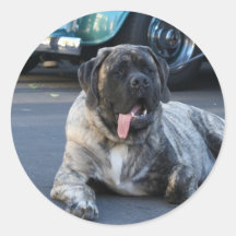 English Mastiff Round Stickers