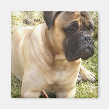 English Mastiff Square Magnet