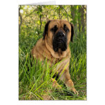 English Mastiff Wishes - birthday card