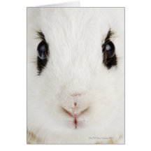 English rabbit (Oryctolagus cuniculus) Greeting Cards