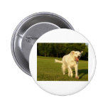 English Setter Buttons