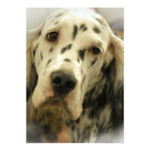 English Setter Dog Invitation