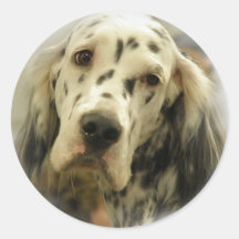 English Setter Sticker