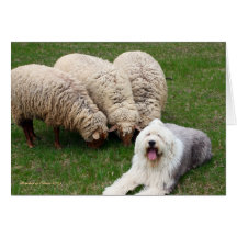 English Sheep Dog Card