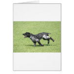 English Springer Spaniel cards