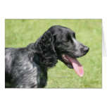 English Springer Spaniel cards