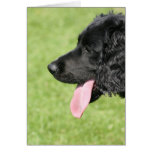 English Springer Spaniel cards