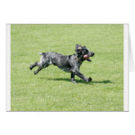 English Springer Spaniel cards