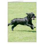 English Springer Spaniel cards