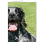 English Springer Spaniel cards