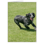 English Springer Spaniel cards