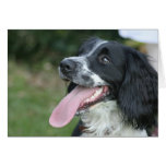 English Springer Spaniel cards