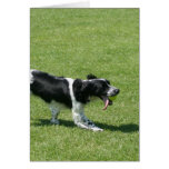 English Springer Spaniel cards