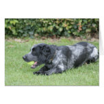 English Springer Spaniel cards
