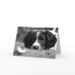 English Springer Spaniel Greeting Cards