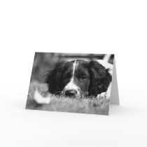 English Springer Spaniel Greeting Cards