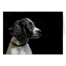 English Springer Spaniel Greeting Cards