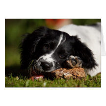 English Springer Spaniel Greeting Cards