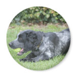 English Springer Spaniel magnets