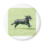 English Springer Spaniel magnets
