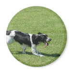 English Springer Spaniel magnets