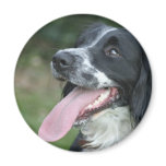 English Springer Spaniel magnets