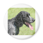 English Springer Spaniel magnets