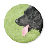 English Springer Spaniel magnets