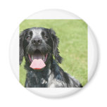 English Springer Spaniel magnets