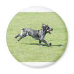 English Springer Spaniel magnets