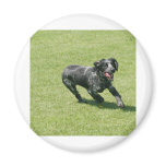English Springer Spaniel magnets