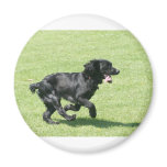 English Springer Spaniel magnets