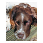 ENGLISH SPRINGER SPANIEL PHOTOGRAPH