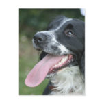 English Springer Spaniel postcards